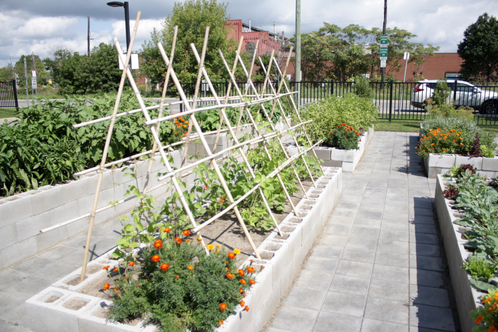Victory Garden in bloom
