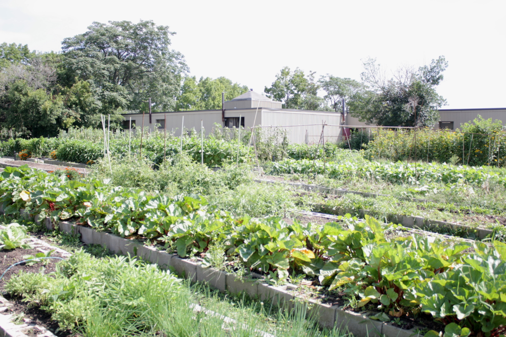Current The Hamilton Victory gardens in August