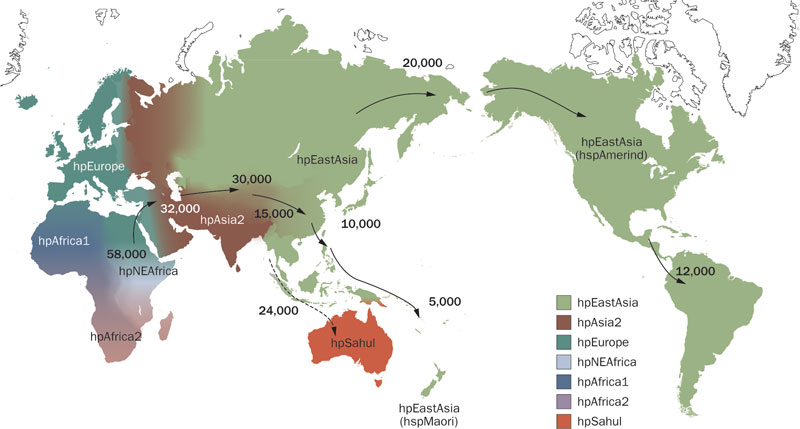 Helicobacter pylori global dispersal (Yamaoka 2010).